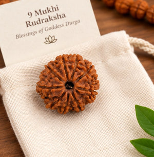 Natural 9 Mukhi Nepali Rudraksha Sacred Rudraksha Bead