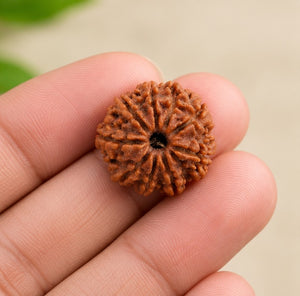 Natural 9 Mukhi Nepali Rudraksha Sacred Rudraksha Bead
