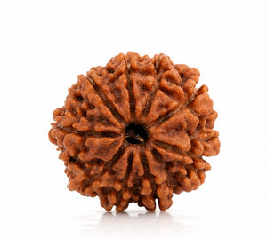 Natural 9 Mukhi Nepali Rudraksha Sacred Rudraksha Bead