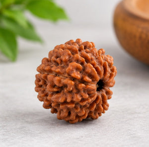 Natural 9 Mukhi Nepali Rudraksha Sacred Rudraksha Bead