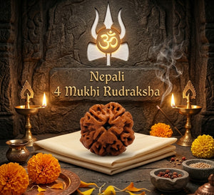 4 Mukhi Nepali Rudraksha Spiritual Bead