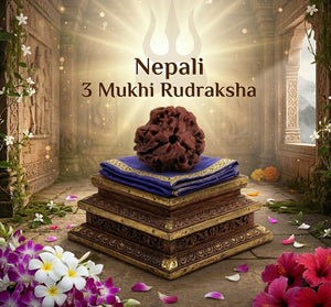 3 Mukhi Nepali Rudraksha Bead for Spiritual Practice, Focus & Inner Strength