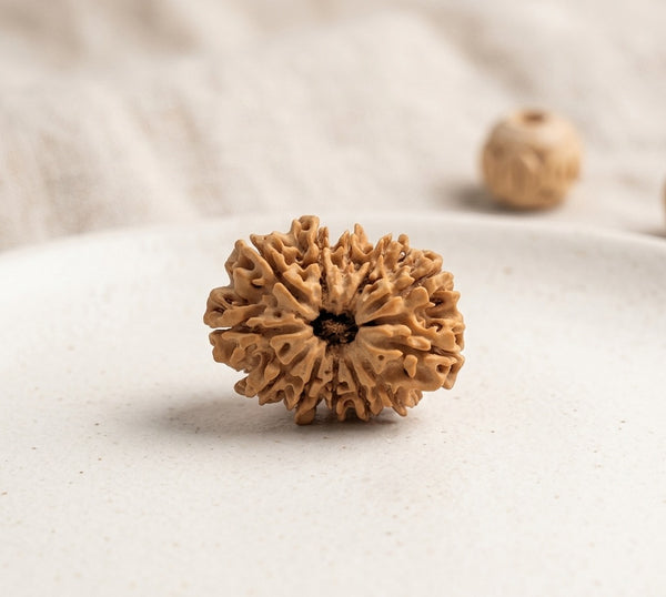 12 Mukhi Nepali Rudraksha