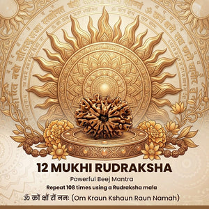 12 Mukhi Nepali Rudraksha