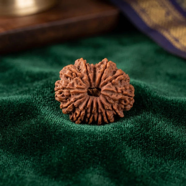 13 Mukhi Nepali Rudraksha