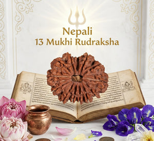 13 Mukhi Nepali Rudraksha