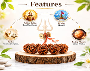 6 Mukhi Nepali Rudraksha Bracelet