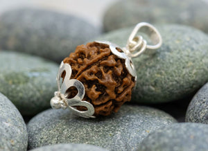 6 Mukhi Nepali Rudraksha with Silver Capping