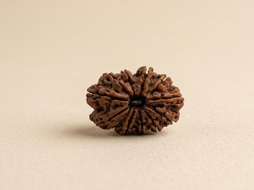 11 Mukhi Nepali Rudraksha Spiritual Bead