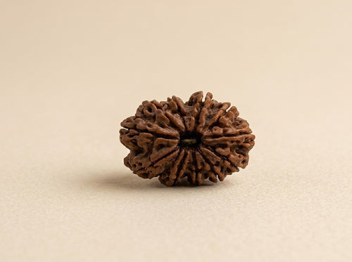 11 Mukhi Nepali Rudraksha Spiritual Bead