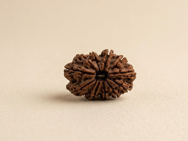 11 Mukhi Nepali Rudraksha