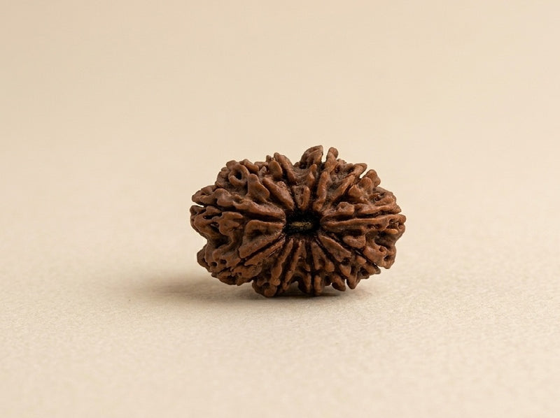 11 Mukhi Nepali Rudraksha Spiritual Bead