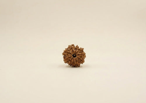 10 Mukhi Nepali Rudraksha Spiritual Bead