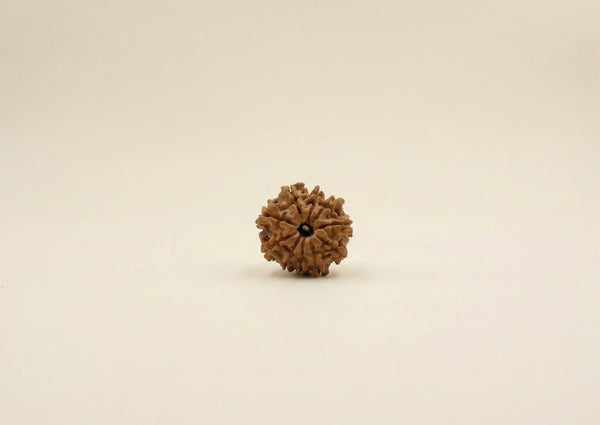10 Mukhi Nepali Rudraksha
