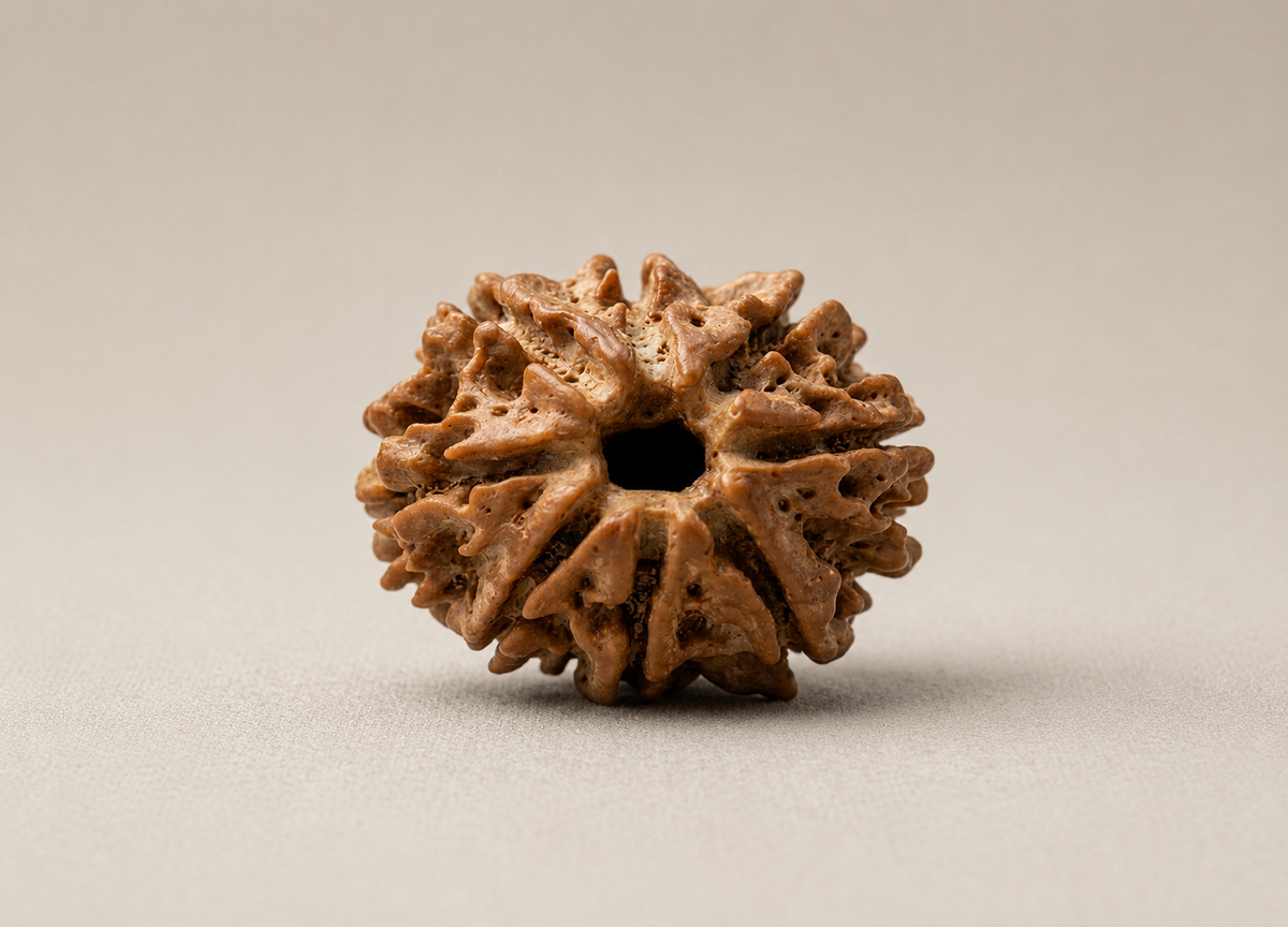 8 Mukhi Nepali Rudraksha Spiritual Bead