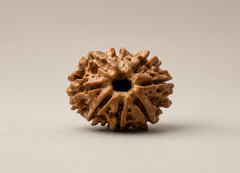 8 Mukhi Nepali Rudraksha Spiritual Bead