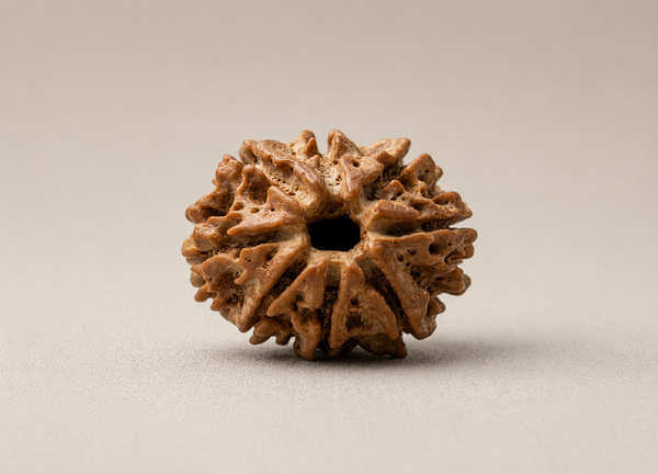 8 Mukhi Nepali Rudraksha