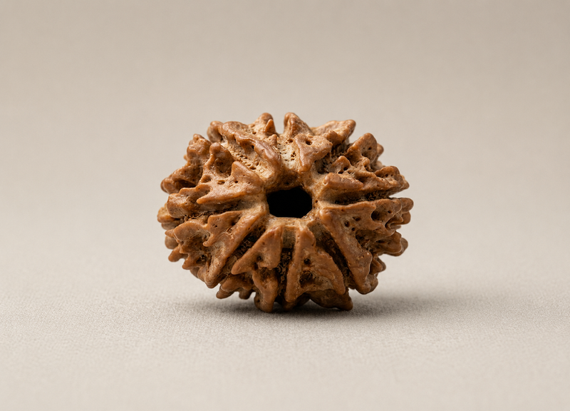 8 Mukhi Nepali Rudraksha Spiritual Bead