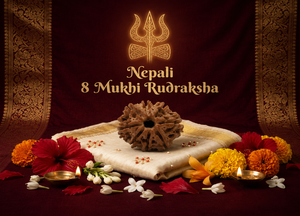 8 Mukhi Nepali Rudraksha Spiritual Bead