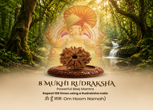 8 Mukhi Nepali Rudraksha Spiritual Bead
