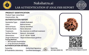 3 Mukhi Nepali Rudraksha Bead for Spiritual Practice, Focus & Inner Strength