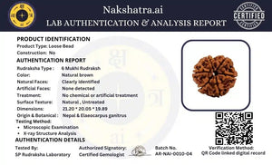Natural 6 Mukhi Nepali Rudraksha Sacred Rudraksha Bead
