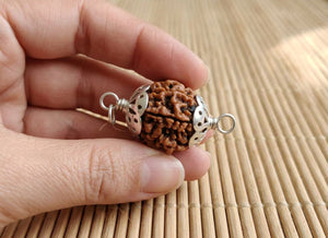 5 Mukhi Nepali Rudraksha with Silver Capping Spiritual Bead