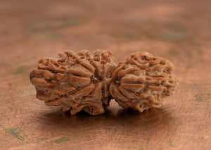 Natural Gauri Shankar Rudraksha Nepali Spiritual Bead