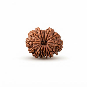 13 Mukhi Nepali Rudraksha