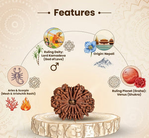13 Mukhi Nepali Rudraksha