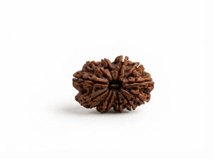 11 Mukhi Nepali Rudraksha Spiritual Bead