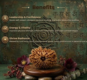 12 Mukhi Nepali Rudraksha