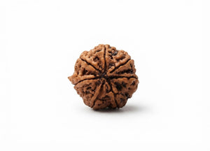 7 Mukhi Nepali Rudraksha Spiritual Bead