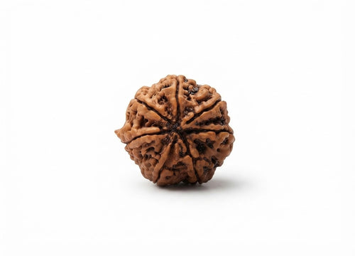 7 Mukhi Nepali Rudraksha Spiritual Bead
