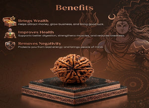 7 Mukhi Nepali Rudraksha Spiritual Bead