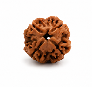 4 Mukhi Nepali Rudraksha Spiritual Bead